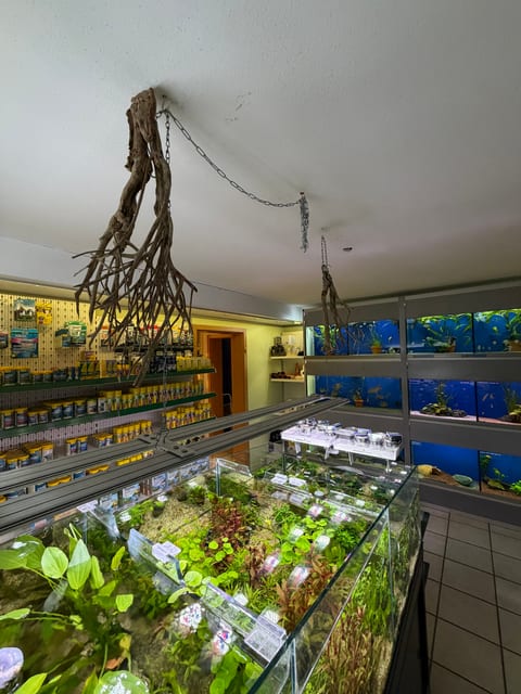 Offenes Aquascape-Becken mit Pflanzen, im Hintergrund die Beckenwand