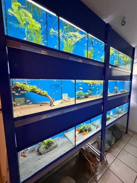 Blau beleuchtetes Gesellschaftsbecken mit bunten Fischen