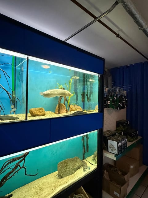 Großer Schaufisch im beleuchteten Aquarium