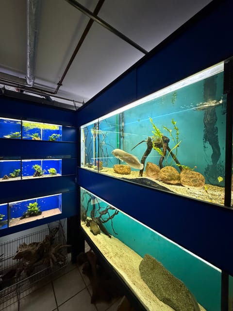 Türkis beleuchtetes Becken mit Bodenfisch am Wurzelholz