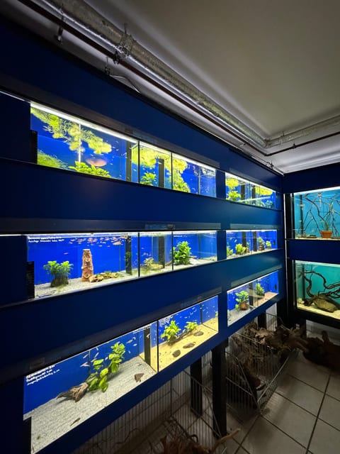 Bepflanzte Aquarienreihe mit blauer Hintergrundbeleuchtung