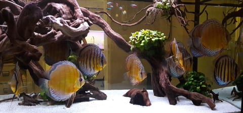 Diskusfische vor großem Wurzelholz in einem hellen Aquarium