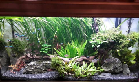 Dicht bepflanztes Aquarium mit Wurzelholz und hohen Stängelpflanzen
