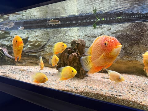 Orangefarbene Buntbarsche im Gesellschaftsbecken