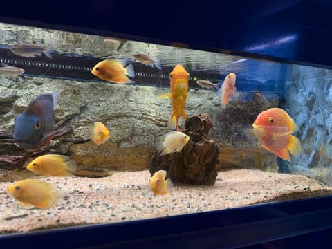 Gesellschaftsbecken mit verschiedenen Buntbarschen