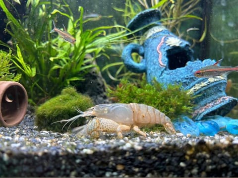 Zwergflusskrebs an einer Aquarium-Dekoration