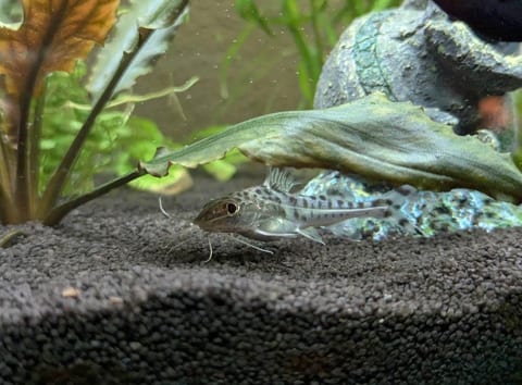 Panzerwels am Aquarienboden