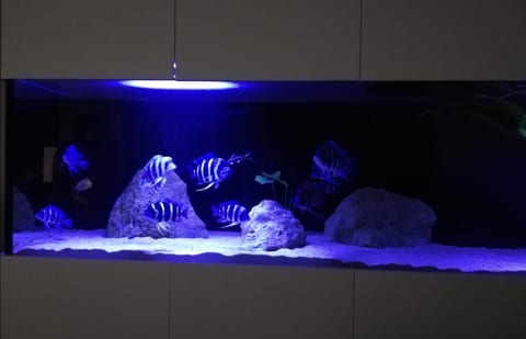 Blau beleuchtetes Becken mit gestreiften Buntbarschen auf hellem Sand