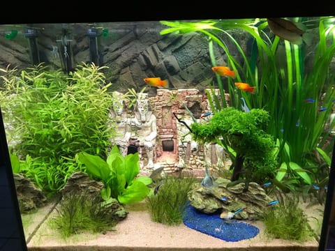 Dicht bepflanztes Aquarium mit Wasserpflanzen und orangefarbenen Fischen