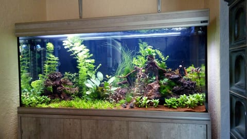 Bepflanztes Aquarium auf hellem Unterschrank