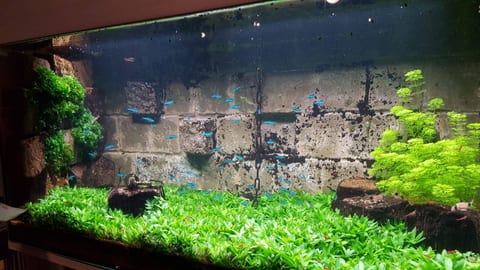 Aquarium mit Steinrückwand und flächigem grünem Bodendecker