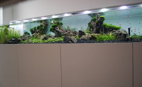 Langes Aquarium mit Wurzelholz und Pflanzen auf weißem Unterschrank