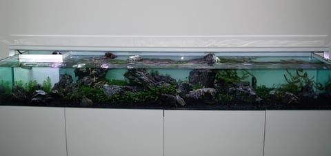 Langgestrecktes Aquarium mit Stein- und Wurzeldekoration
