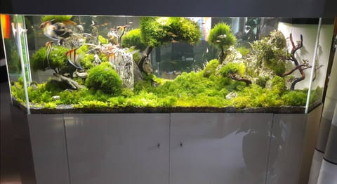 Aquascape mit moosbewachsenen Hügeln auf weißem Unterschrank